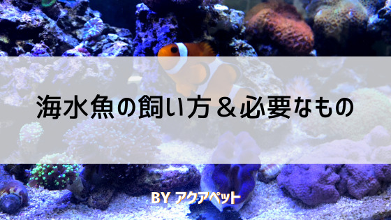 海水魚の飼い方 必要なもの10点 アクアペット 小倉 佐賀 長崎 大分