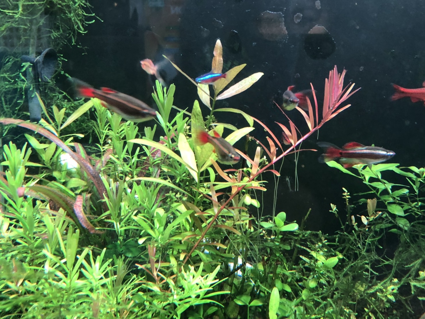 1 25 土 入荷情報 アクアペット佐賀 佐賀県トライアル上峰店内の熱帯魚ショップ アクアペット 小倉 佐賀 長崎 大分