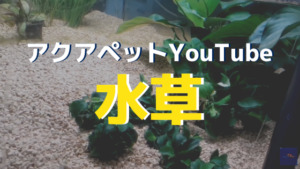 【YouTube動画】水草