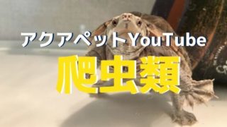 アクアペットの熱帯魚動画 Youtubeチャンネル開設 アクアペット 小倉 佐賀 長崎 大分